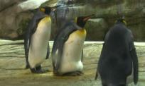 I pinguini rischiano l'estinzione. L'allarme degli scienziati fa paura